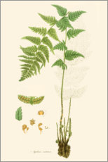 Poster  Ferns I - Curtis