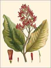 Poster Botanical II