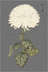 Poster Weiße Chrysantheme II