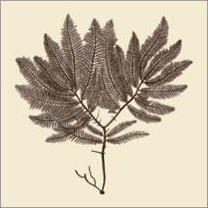 Plakat Vintage Seaweed II