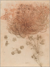 Obraz  Gwiazda betlejemska i anemony - Leonardo da Vinci