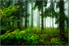 Wandbild Grüne Atmosphäre im Nebelwald - Oliver Henze
