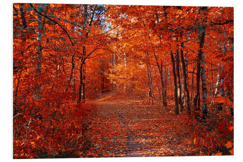 Foam board print Colorful autumn