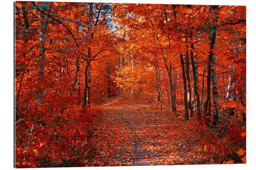 Tableau en plexi-alu Automne coloré