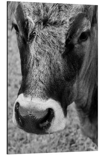 Tableau en aluminium Vache