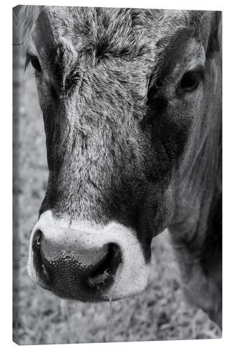 Tableau sur toile Vache