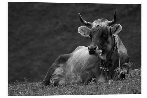 Foam board print Bull