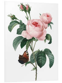 PVC-tavla Rose of a Hundred Petals