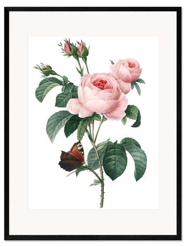 Gerahmter Kunstdruck Rose von hundert Blütenblättern