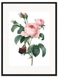 Gerahmter Kunstdruck Rose von hundert Blütenblättern - Pierre Joseph Redouté