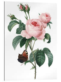 Gallery print Rose of a Hundred Petals