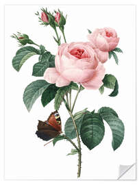 Selvklebende plakat Rose av hundre kronblad
