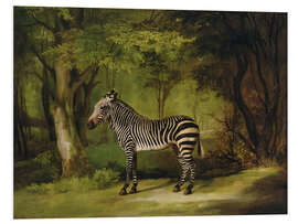 Foam board print A Zebra