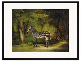 Gerahmter Kunstdruck Ein Zebra
