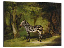 Gallery print A Zebra