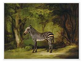 Wandbild Ein Zebra - George Stubbs
