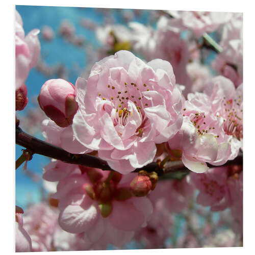 Foam board print Cherry Blossoms