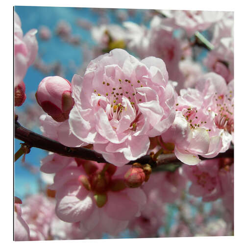 Cuadro de plexi-alu Cherry Blossoms