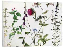 Stampa su alluminio Eight Studies of Wild Flowers