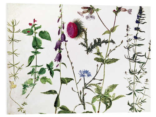 Foam board print Eight Studies of Wild Flowers