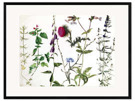 Impression artistique encadrée Études sur les fleurs sauvages