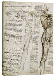 Leinwandbild  Die Muskeln - Leonardo da Vinci