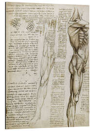 Magnettafel Die Muskeln