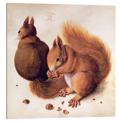 Gallery print Squirrels