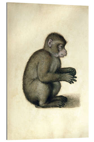 Galleriprint A Monkey