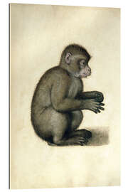 Gallery print A Monkey