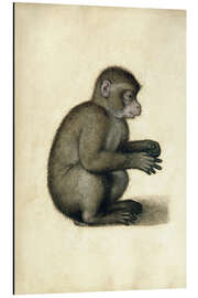 Magnettafel Ein Affe