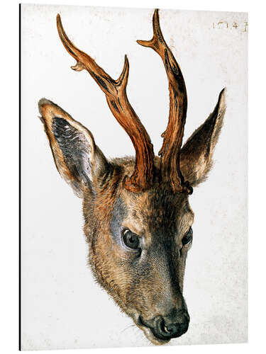 Aluminium print Head of a Roe Deer