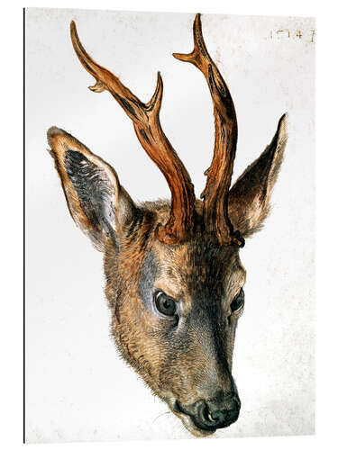 Gallery print Head of a Roe Deer