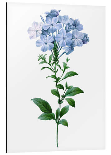 Aluminiumtavla Plumbago Coerulea