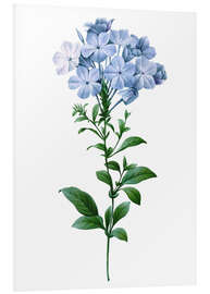 Foam board print Plumbago Coerulea