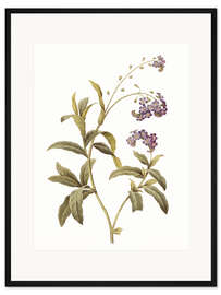 Gerahmter Kunstdruck Vergissmeinnicht