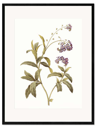 Framed art print Forget-me-not