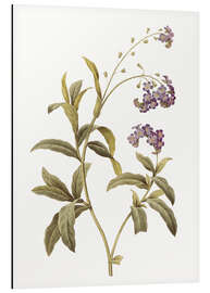 Magnettafel Vergissmeinnicht