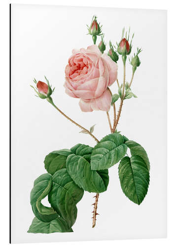 Aluminium print Provence Rose (Rosa centifolia Bullata)