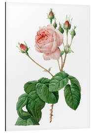 Aluminium print Provence Rose (Rosa centifolia Bullata)