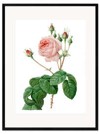 Stampa artistica con cornice Rosa centifolia bullata