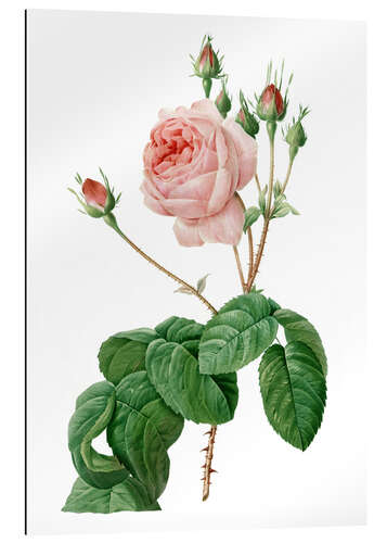 Galleritryk Provence Rose (Rosa centifolia Bullata)