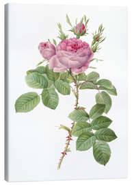 Canvas print  Rose I - Pierre Joseph Redouté