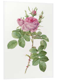 Foam board print Rose I