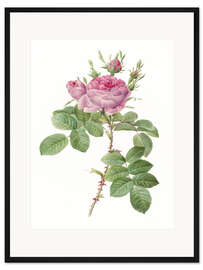 Gerahmter Kunstdruck Rose I