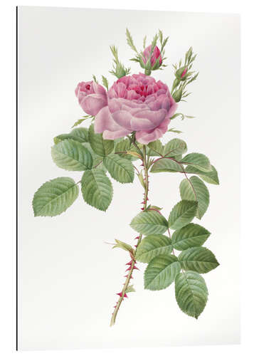 Tableau en plexi-alu Rose I