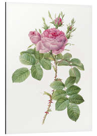 Magnettafel Rose I