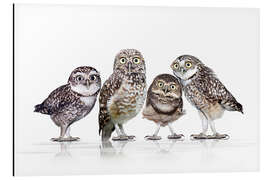 Aluminiumsbilde Ta en titt - Werner Dreblow