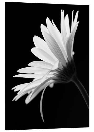 Stampa su alluminio Il fiore