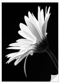 Wall sticker The flower